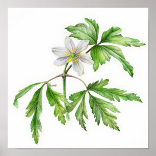 Wood anemone watercolor art poster