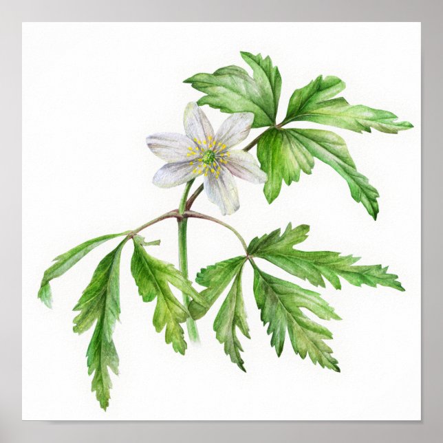 Wood anemone watercolor art poster (Front)