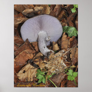 Wood blewit poster