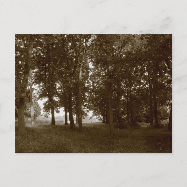 Wood, Bute Park Cardiff - Sepia toned Postcard (Front)