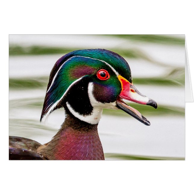 Wood Duck (Front Horizontal)