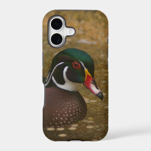 Wood Duck