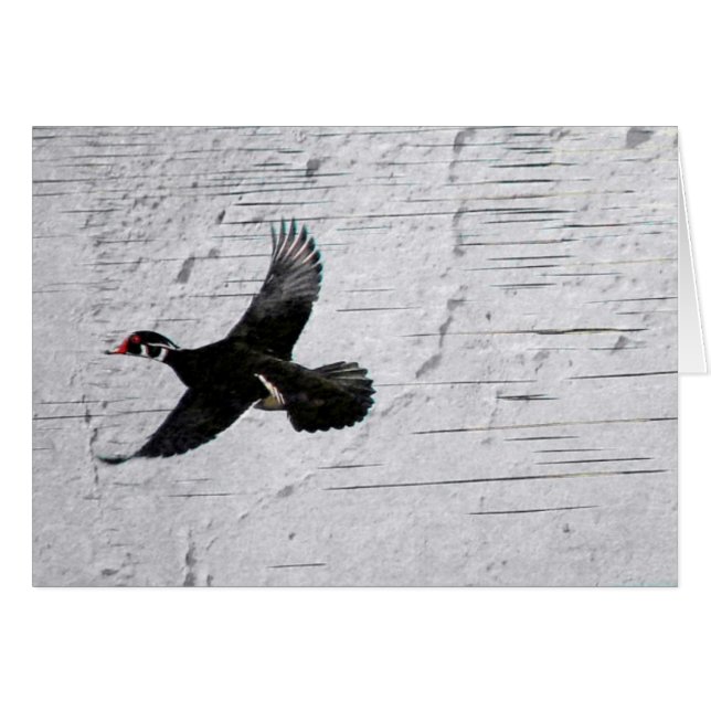 Wood Duck (Front Horizontal)