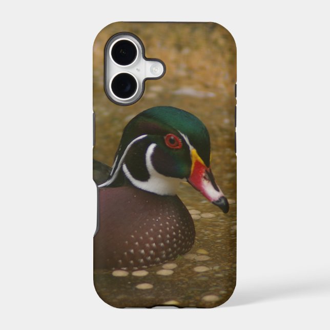 Wood Duck (Back)