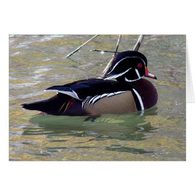 Wood Duck (Front Horizontal)