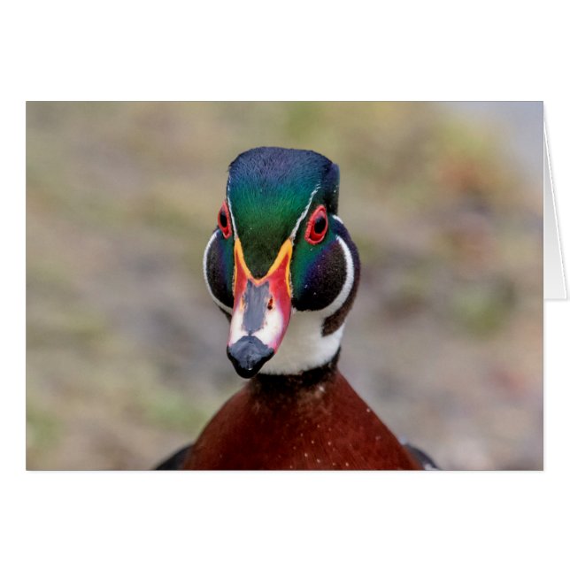 Wood Duck (Front Horizontal)