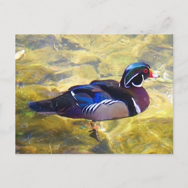 Wood Duck #1-2 Postcard (Front)