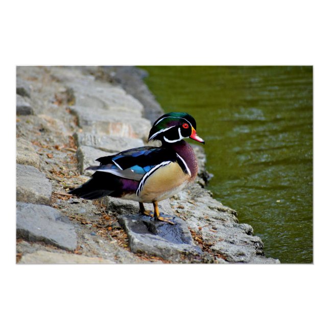 Wood duck beauty birding nature wildlife poster (Front)