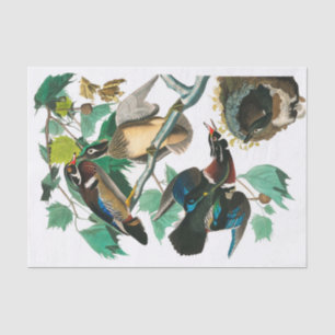 Wood Duck by John James Audubon Tissue Paper