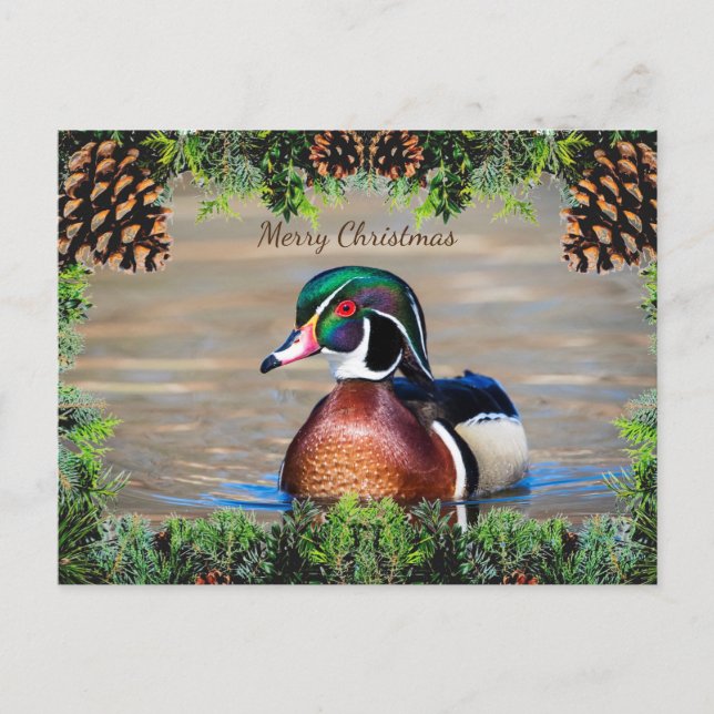 Wood Duck Drake Christmas Card (Front)