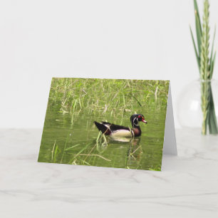 Wood Duck Drake Greeting Card