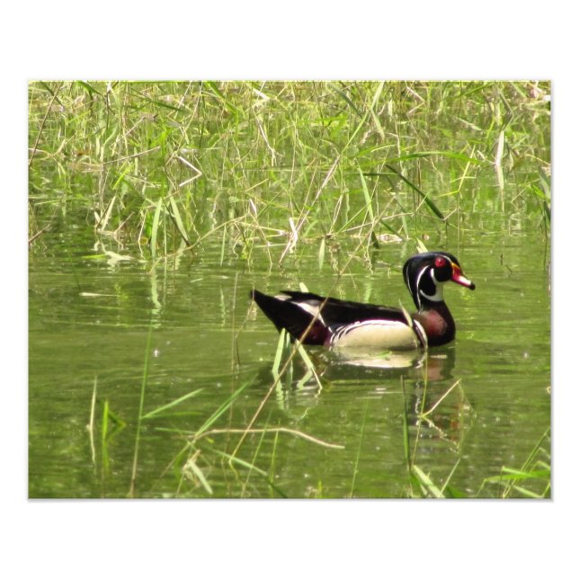 Wood Duck Drake Photo Print (Front)