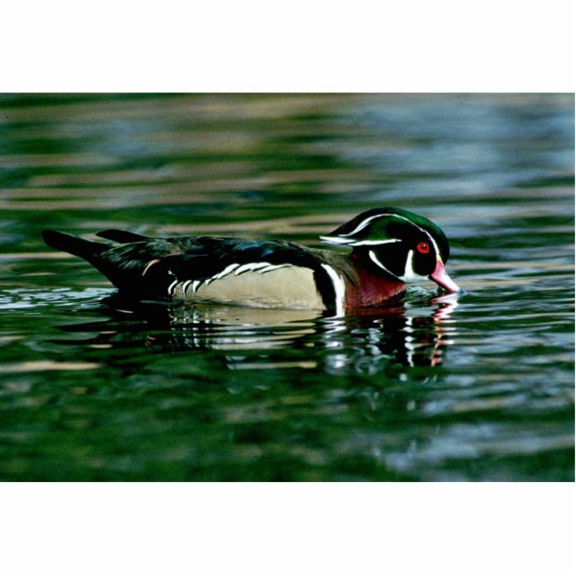Wood Duck (Drake) Standing Photo Sculpture (Front)