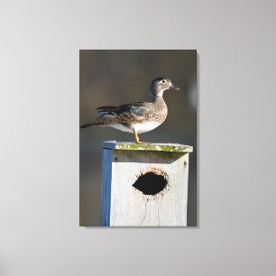 Wood Duck female on nest box in wetland Canvas Print