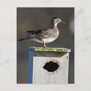 Wood Duck female on nest box in wetland Postcard