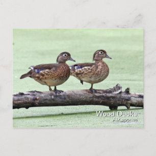 Wood Duck (females) Postcard