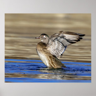 Wood Duck flapping her wings Poster