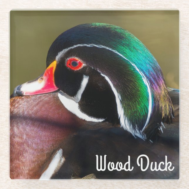 Wood Duck Glass Coaster (Front)