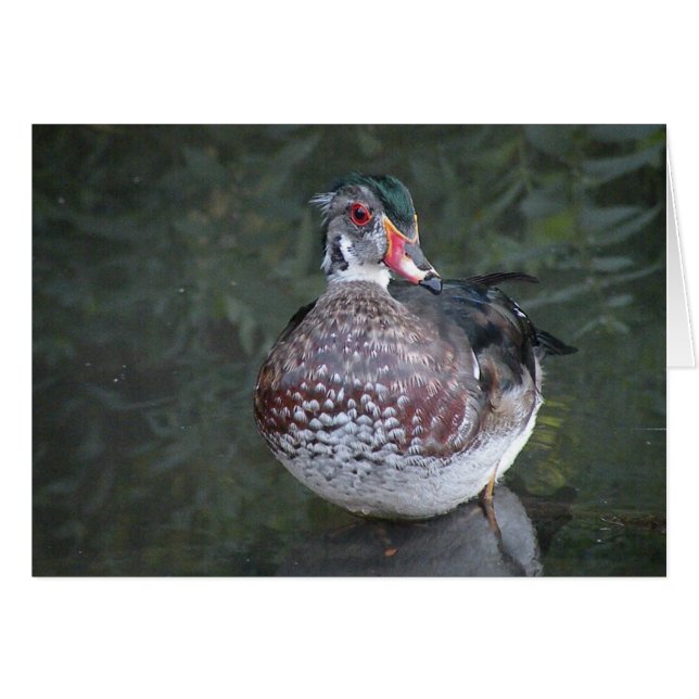 Wood Duck Greeting Card (Front Horizontal)