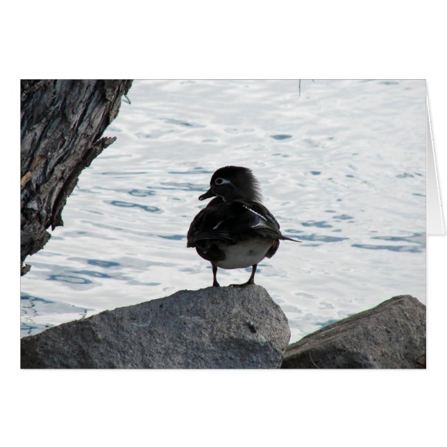 Wood Duck Hen (Front Horizontal)