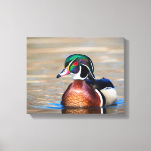Wood Duck in a pond Canvas Print