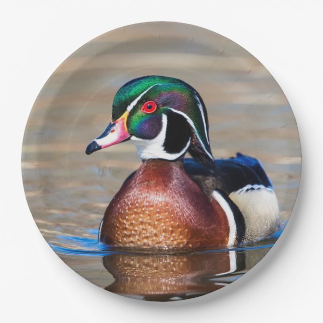 Wood Duck in a pond Paper Plate (Front)