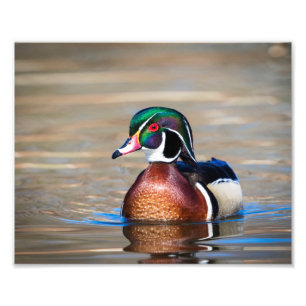 Wood Duck in a pond Photo Print
