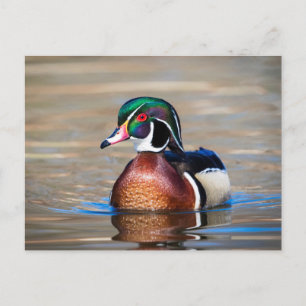 Wood Duck in a pond Postcard