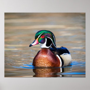 Wood Duck in a pond Poster