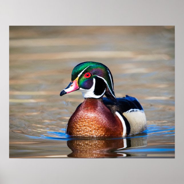 Wood Duck in a pond Poster (Front)