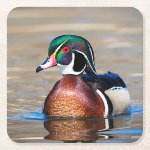 Wood Duck in a pond Square Paper Coaster