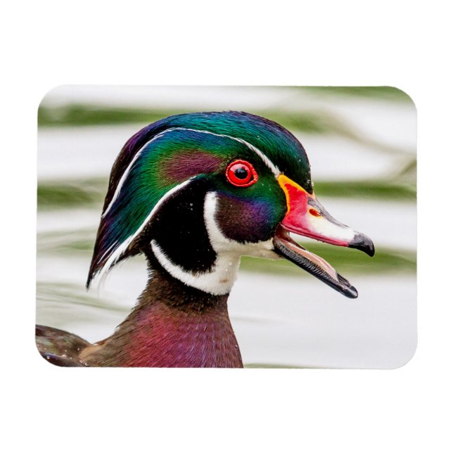 Wood Duck Magnet (Horizontal)