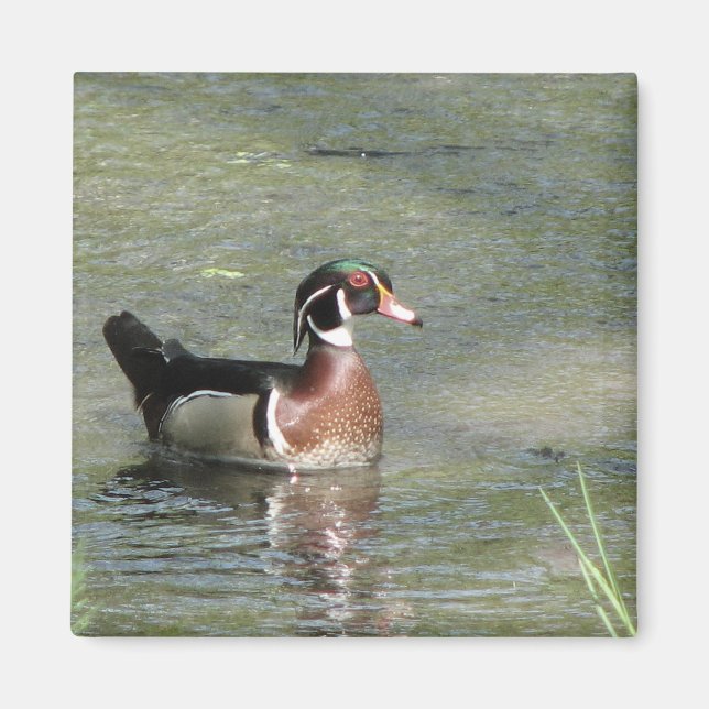 Wood Duck Magnet (Front)