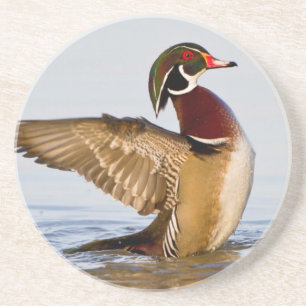 Wood Duck male flapping wings in wetland Coaster