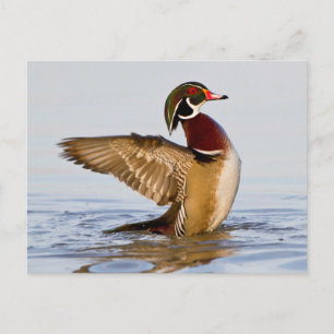 Wood Duck male flapping wings in wetland Postcard