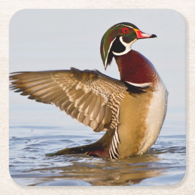 Wood Duck male flapping wings in wetland Square Paper Coaster (Front)