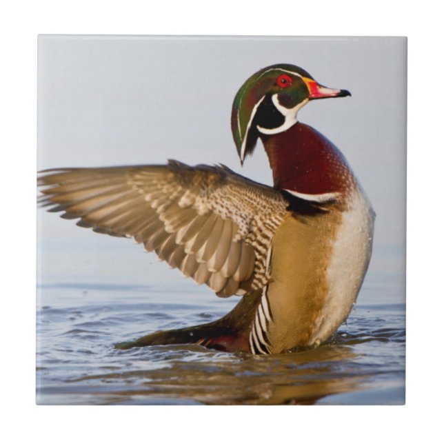 Wood Duck male flapping wings in wetland Tile (Front)