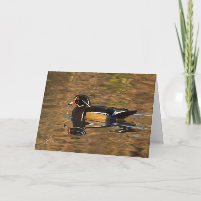 Wood Duck, Male in evening light, Card (Front)