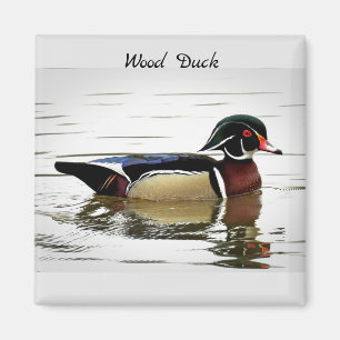 Wood Duck (Male) Magnet