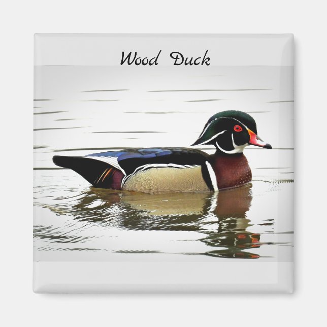 Wood Duck (Male) Magnet (Front)