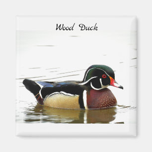 Wood Duck (Male) Magnet