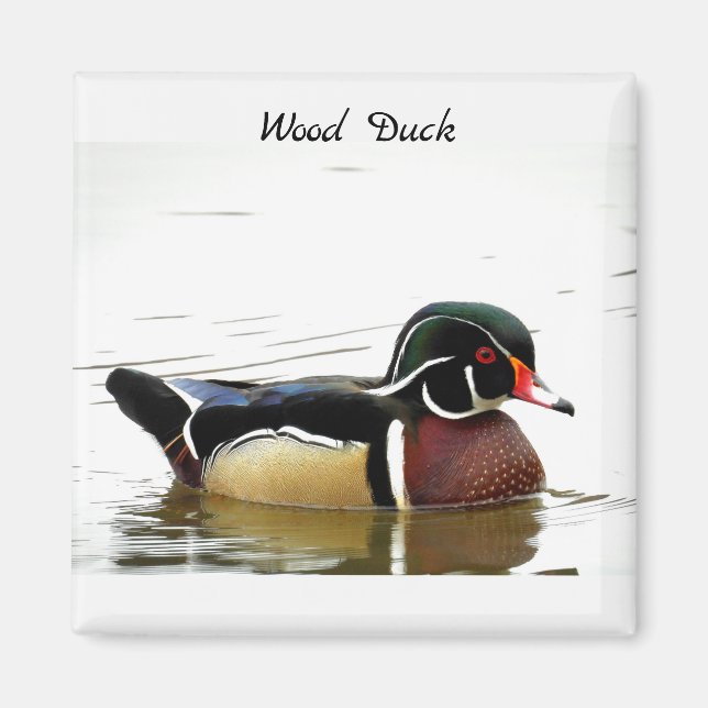Wood Duck (Male) Magnet (Front)