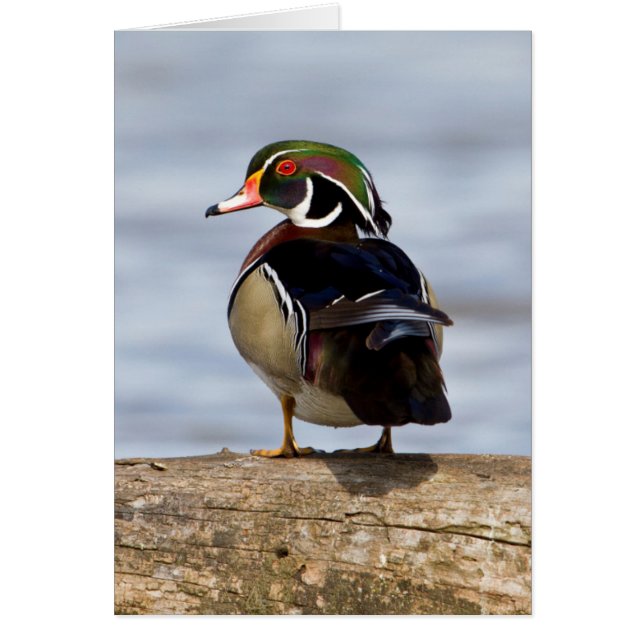 Wood Duck male on log in wetland (Front)