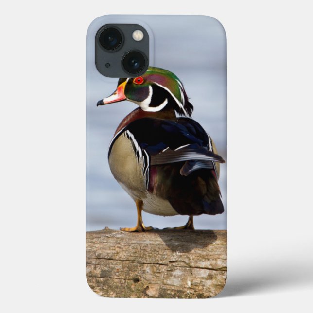Wood Duck male on log in wetland Case-Mate iPhone Case (Back)
