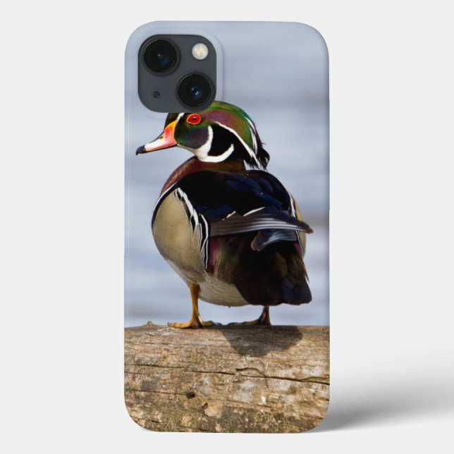 Wood Duck male on log in wetland Case-Mate iPhone Case (Back)