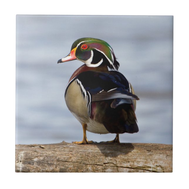 Wood Duck male on log in wetland Tile (Front)