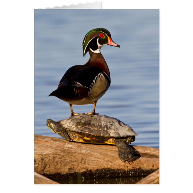 Wood Duck male standing on Red-eared Slider (Front)
