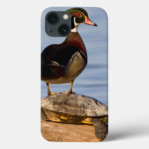 Wood Duck male standing on Red-eared Slider iPhone 13 Case