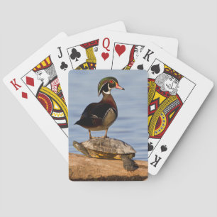 Wood Duck male standing on Red-eared Slider Playing Cards