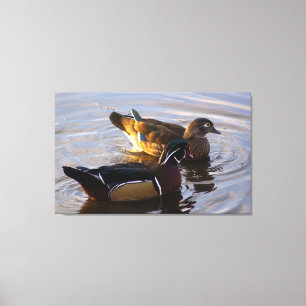 Wood Duck Mates Stretched Canvas Art Print
